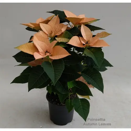 Poins.lachsrosa Autumn leaves 4+ T14 H035