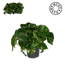 Begonie Rouge Variegated T13 H030