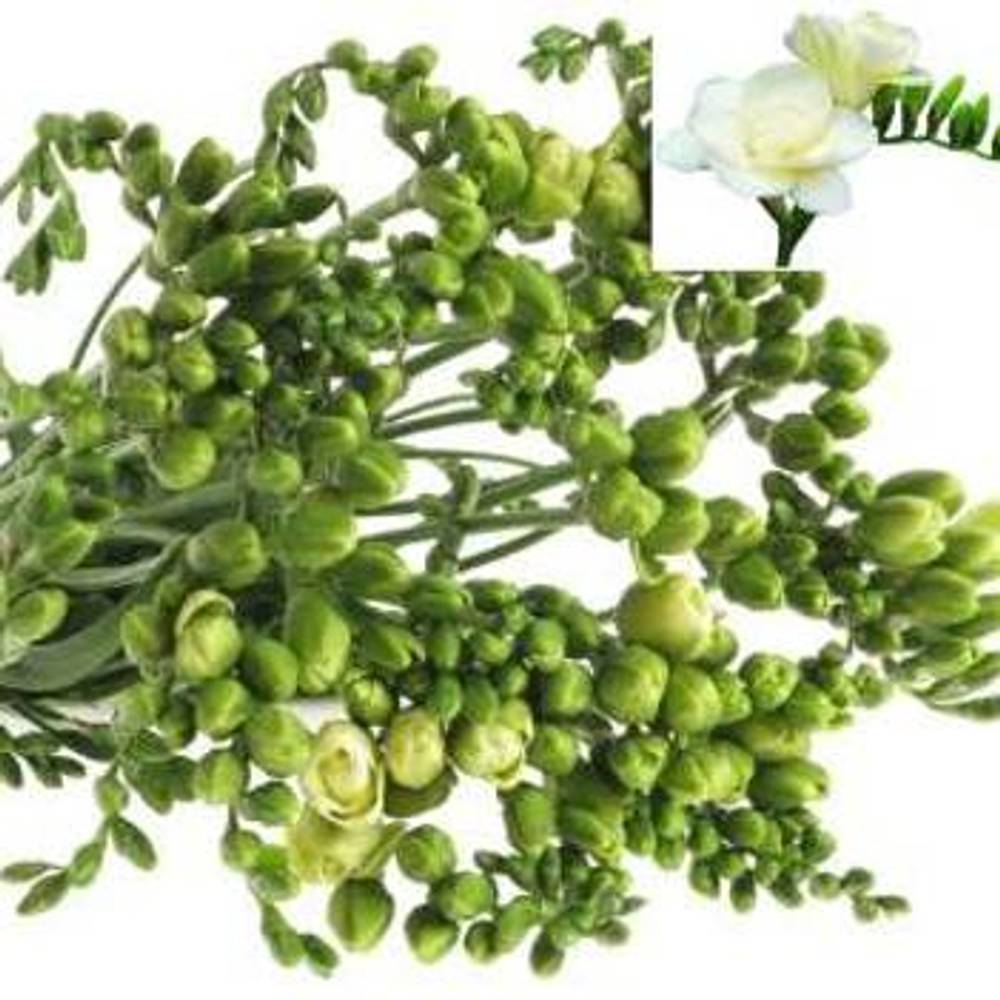 Freesie weiss gefüllt 20 Gramm