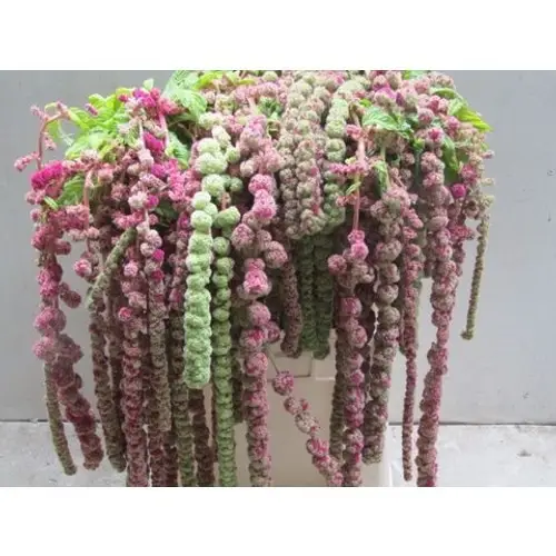 Amaranthus hang rot/grün Mira