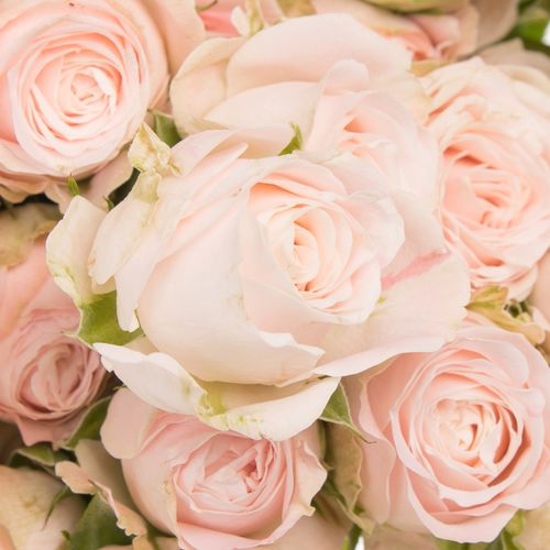 Rose verzweigt rosa Bombastic 7+Blüte 70cm