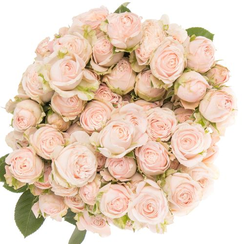 Rose verzweigt rosa Bombastic 7+Blüte 70cm
