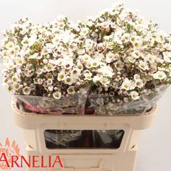 Wachsflower creme Rhiannon 45 Gramm 80cm