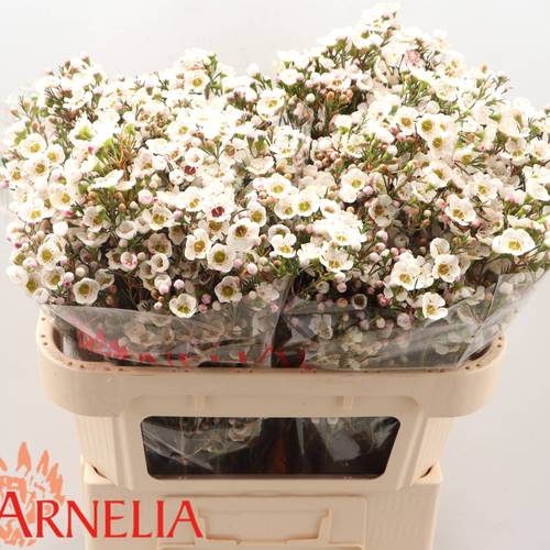 Wachsflower creme Rhiannon 45 Gramm 80cm