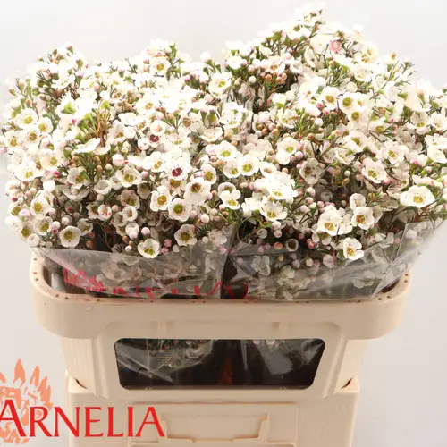 Wachsflower creme Rhiannon 45 Gramm 80cm