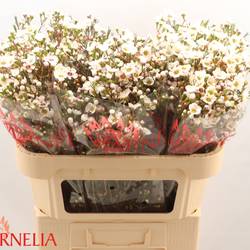 Wachsflower creme Rhiannon 45Gramm 70cm