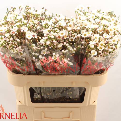 Wachsflower creme Rhiannon 45Gramm 70cm