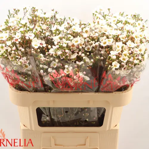 Wachsflower creme Rhiannon 45Gramm 70cm