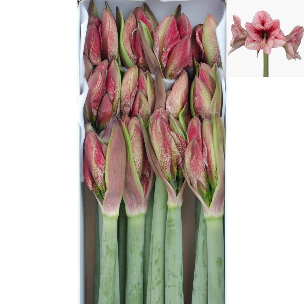 Amaryllis Krt.weiss/rot Revel X10