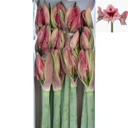 Amaryllis Krt.weiss/rot Revel X10