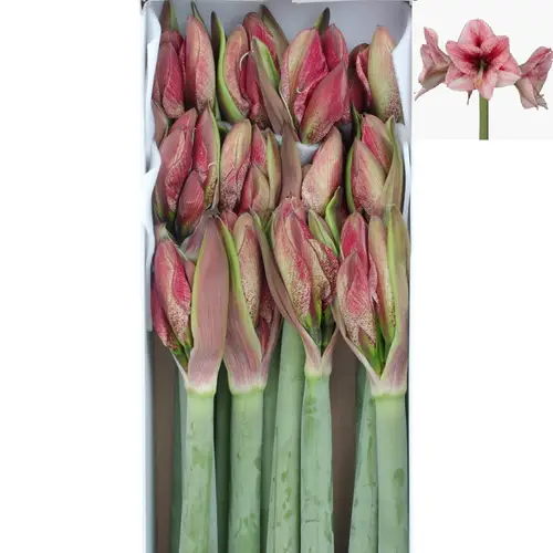 Amaryllis Krt.weiss/rot Revel X10