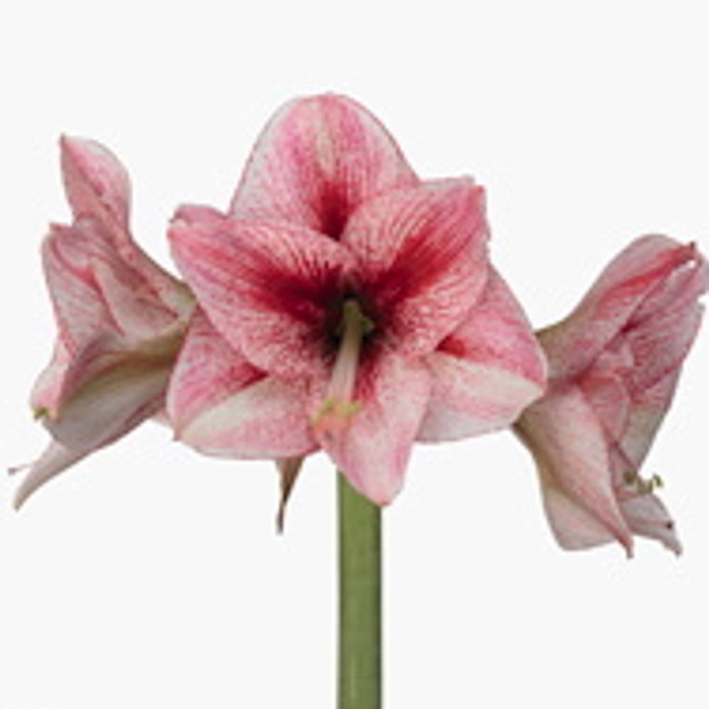 Amaryllis Krt.weiss/rot Revel X10