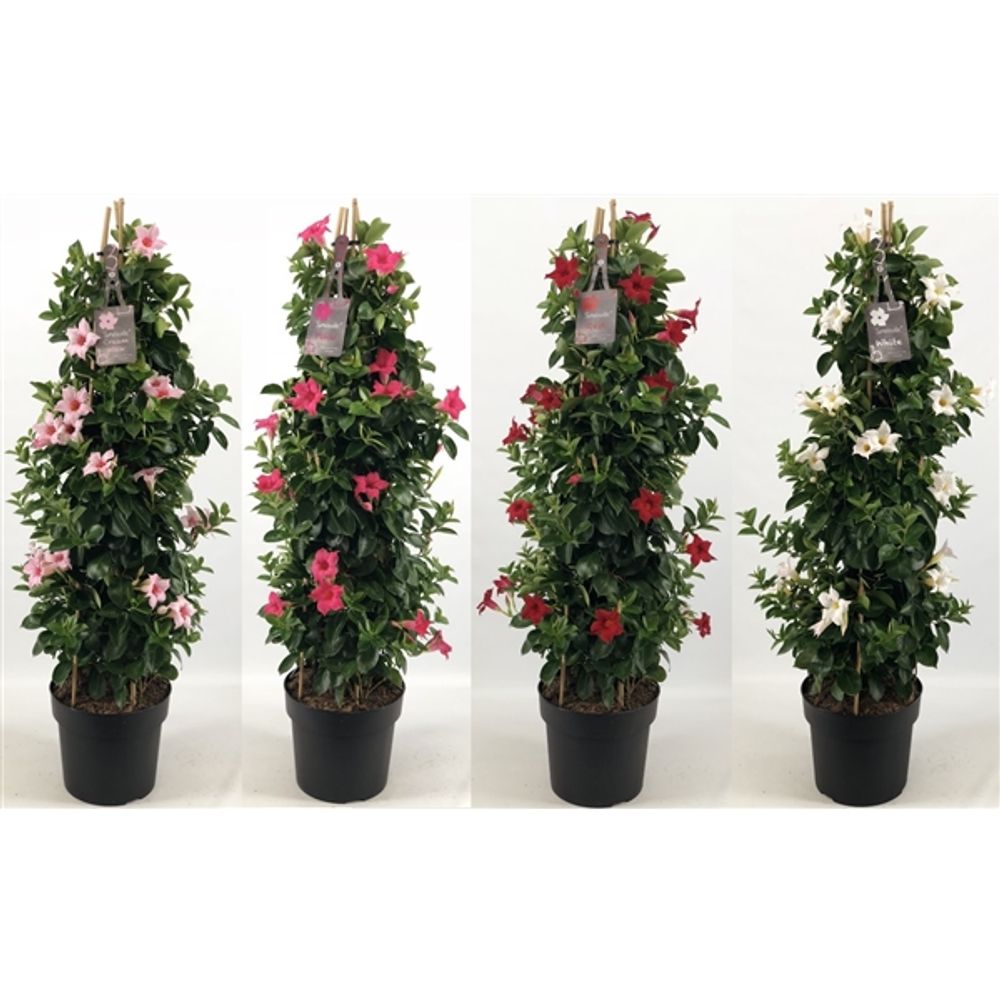 Mandevilla Sundaville mix Pyramid T24 H095