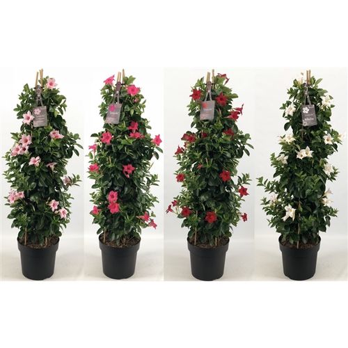 Mandevilla Sundaville mix Pyramid T24 H095