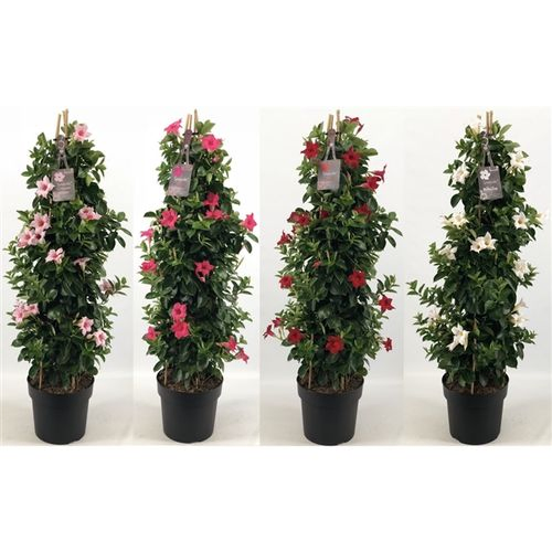 Mandevilla Sundaville mix Pyramid T24 H095