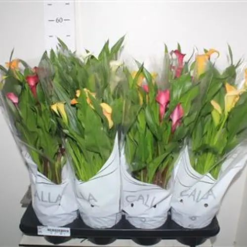 Calla mix 6+ Schnapchen von Uhr T14 H50