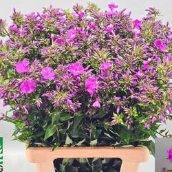 Phlox rosa GoGo Purple 70cm