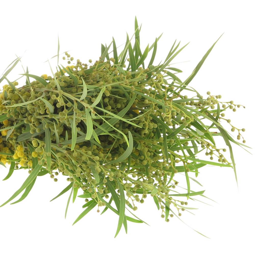 Mimosa gelb Retine 150Gramm