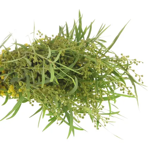 Mimosa gelb Retine 150Gramm