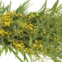 Mimosa gelb Retine 150Gramm