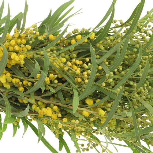 Mimosa gelb Retine 150Gramm