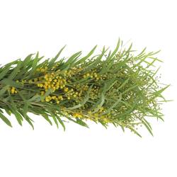 Mimosa gelb Retine 150Gramm