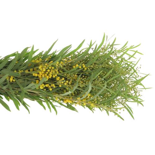 Mimosa gelb Retine 150Gramm