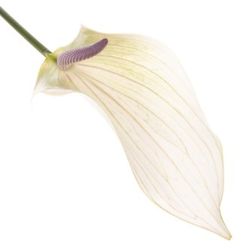 Anthurium creme Lumina Blüte 9cm