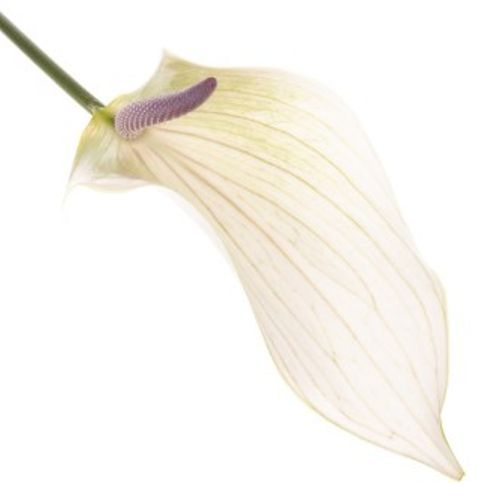 Anthurium creme Lumina Blüte 9cm