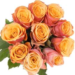 Rose orange/rosa Melange 40cm