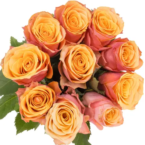 Rose orange/rosa Melange 40cm