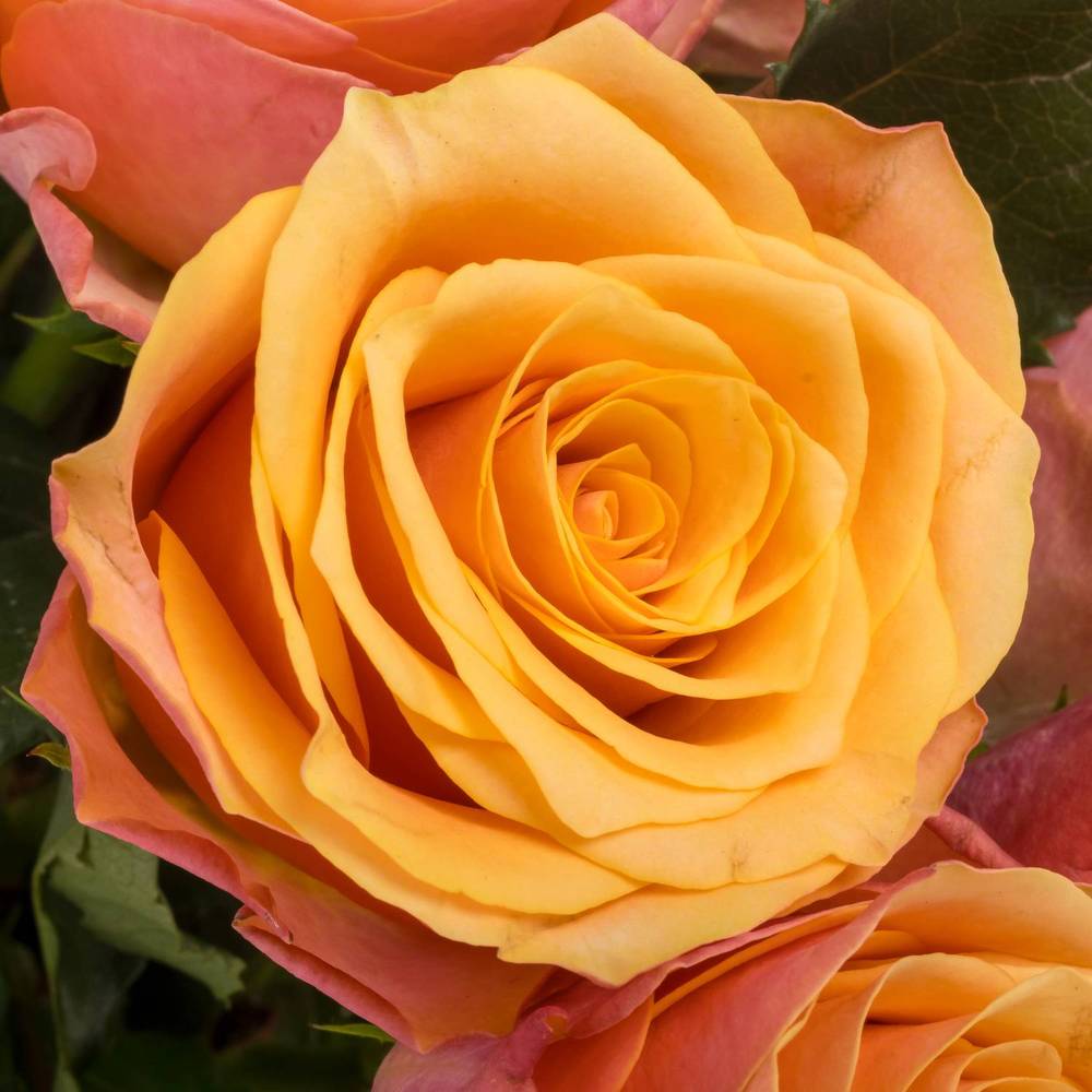 Rose orange/rosa Melange 40cm