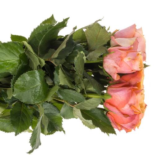 Rose orange/rosa Melange 40cm