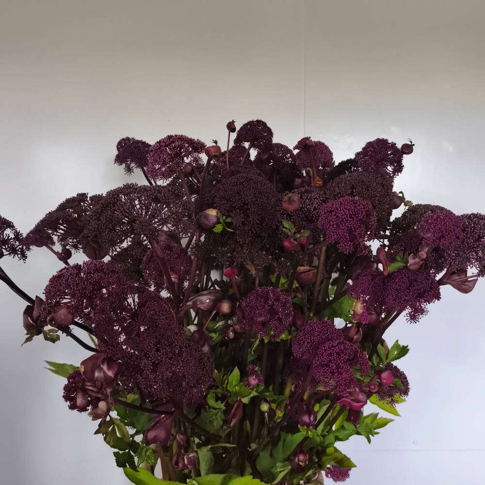 Angelica dunkel lila gigas 130cm