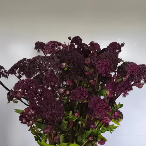 Angelica dunkel lila gigas 130cm