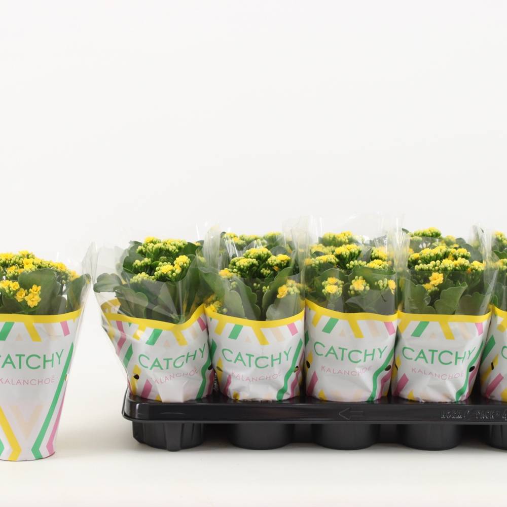 Kalanchoe Gef.gelb Osternangebot T10,5 H020