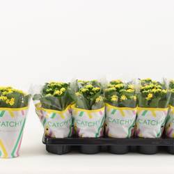 Kalanchoe Gef.gelb Osternangebot T10,5 H020