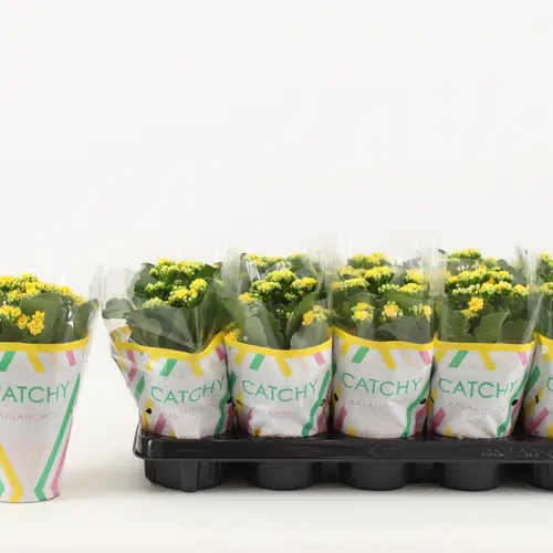 Kalanchoe Gef.gelb Osternangebot T10,5 H020