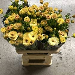 Ranunkel creme Sp Natura Moderna Miele 60cm