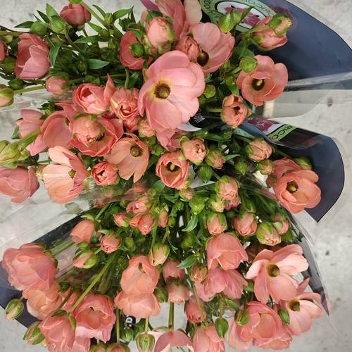 Ranunkel lachs  Sp Natura Moderna Miele 60cm