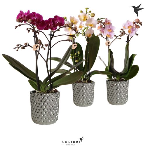 Phal.2-R mix Kolibri Im Silber Topf T09 H35