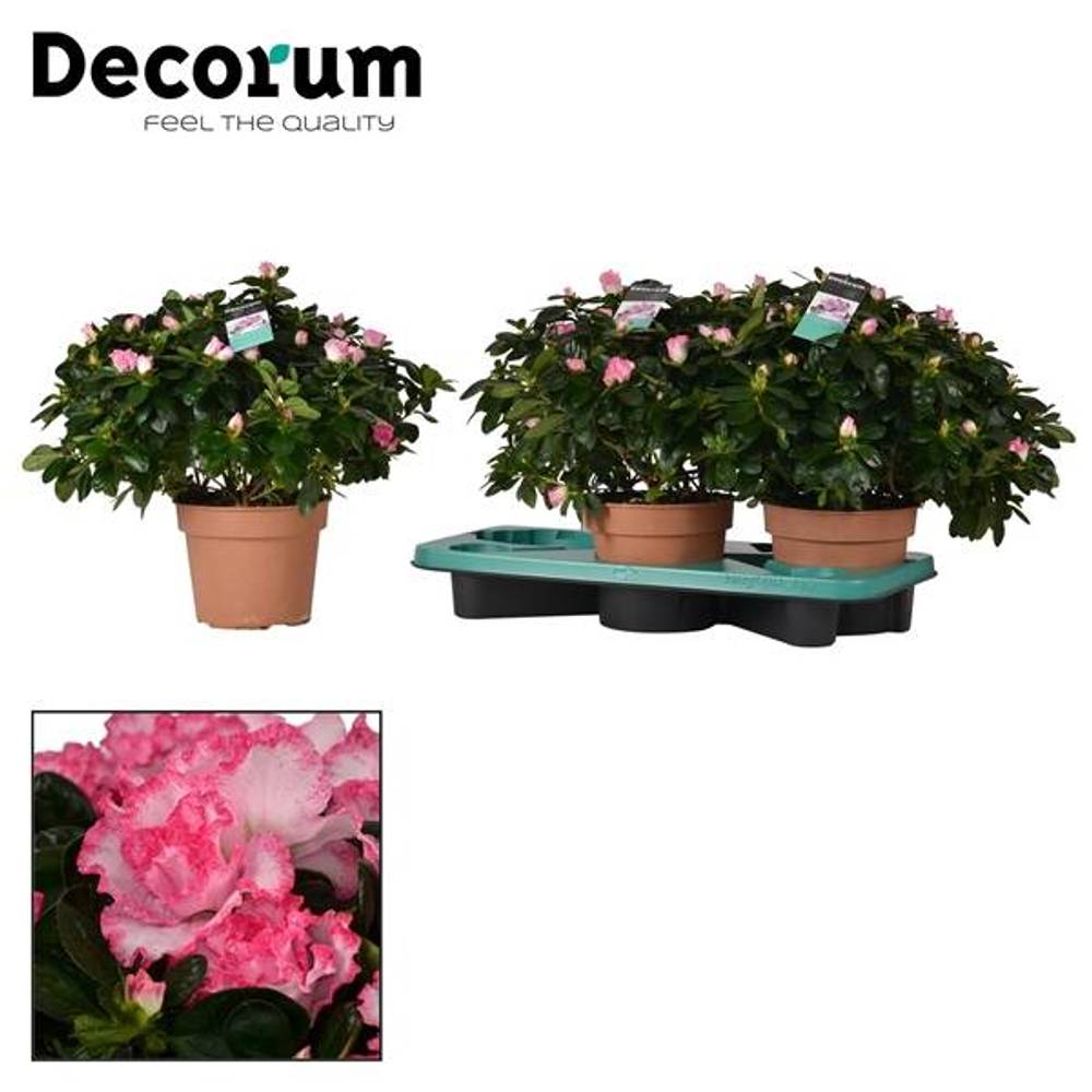 Azalee rosa Bunt T17 H35