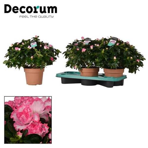 Azalee rosa Bunt T17 H35