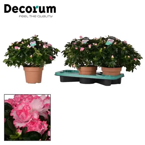 Azalee rosa Bunt T17 H35