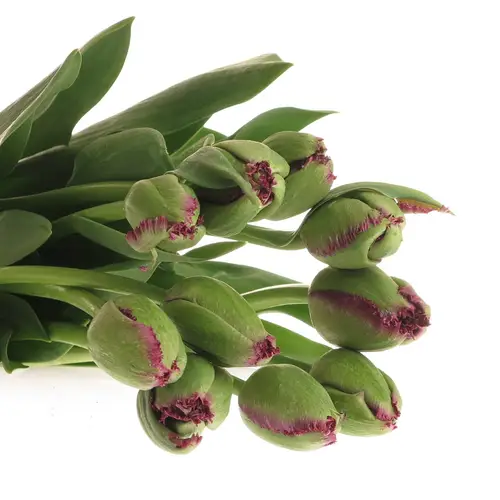 Franz.lila gezackt Gorilla 40 Gramm 55cm