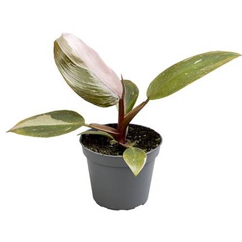 Philodendron pink Princess Hybrid T6 H10