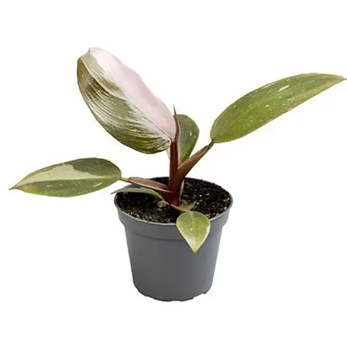 Philodendron pink Princess Hybrid T6 H10