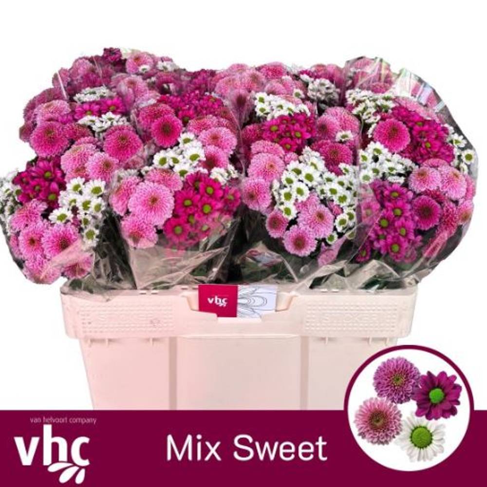 Santini mix Sweet x 10 1000 Gramm 55cm