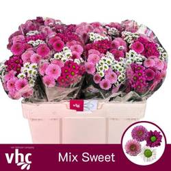 Santini mix Sweet x 10 55cm