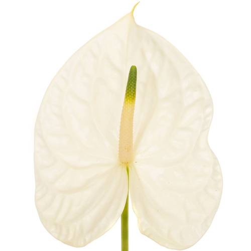 Anthurium weiss Graciosa Blüte 11cm